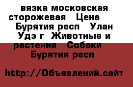 вязка московская сторожевая › Цена ­ 1 - Бурятия респ., Улан-Удэ г. Животные и растения » Собаки   . Бурятия респ.